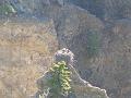 Osprey nest with adults